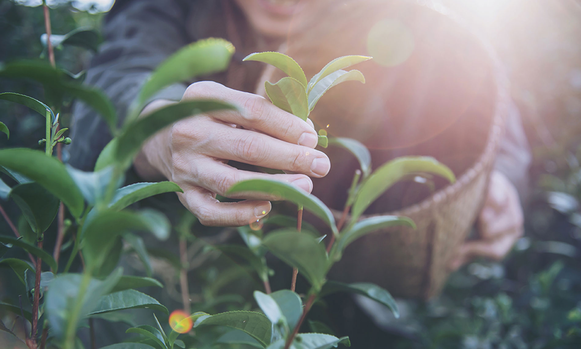 Hedge and Lawn Services